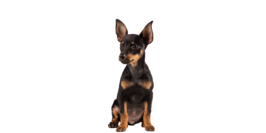 pinscher 1